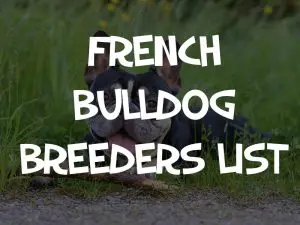 french bulldog breeders near me