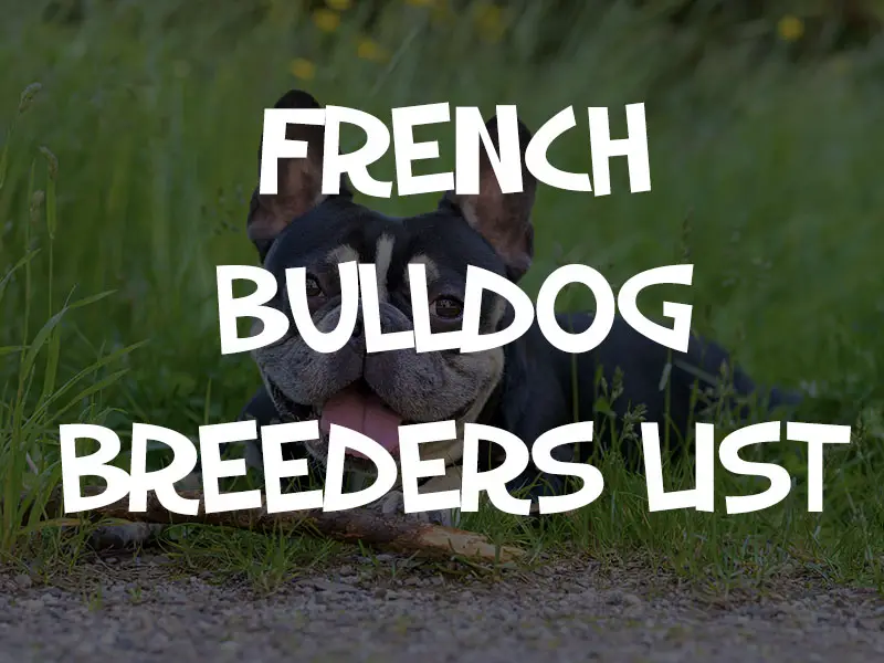 french bulldog breeders near me
