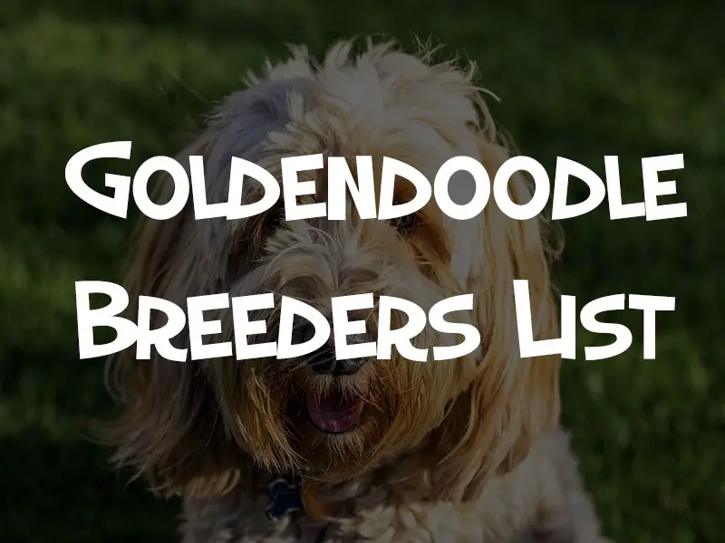 goldendoodle breeders near me