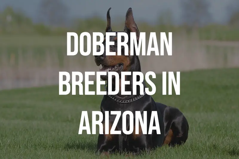 Doberman Breeders in Arizona AZ