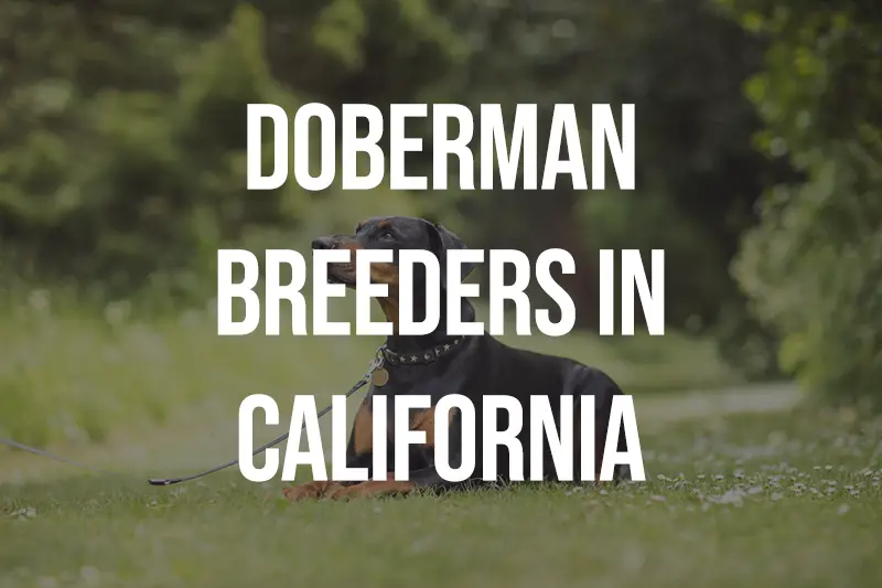 Doberman Breeders in California CA