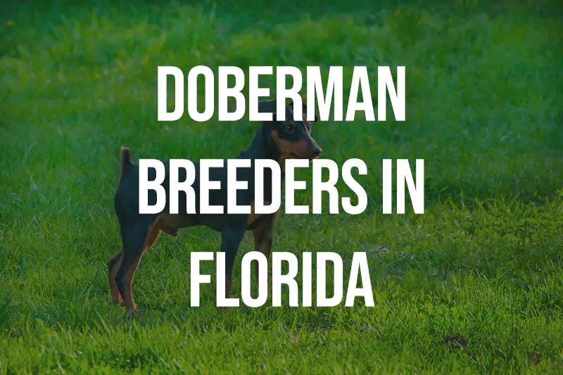 Doberman Breeders in Florida FL