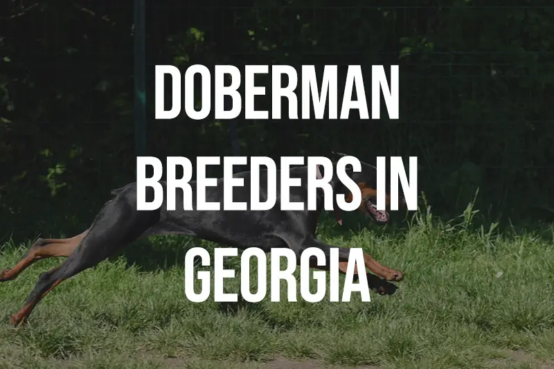 Doberman Breeders in Georgia GA