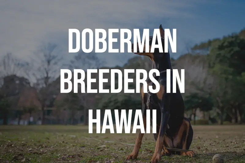 Doberman Breeders in Hawaii HI