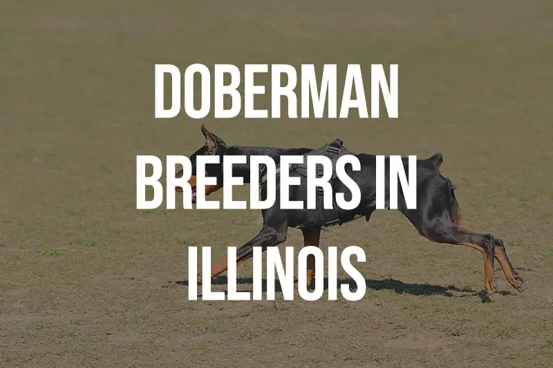 Doberman Breeders in Illinois IL