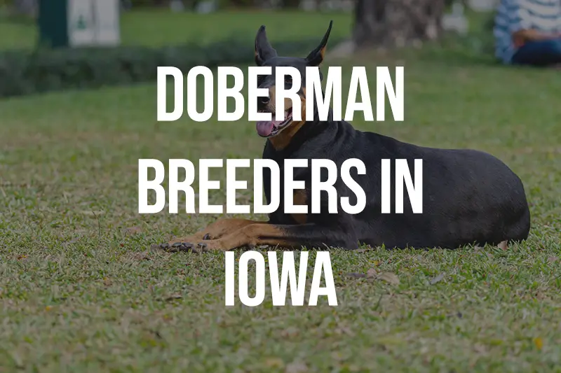 Doberman Breeders in Iowa IA