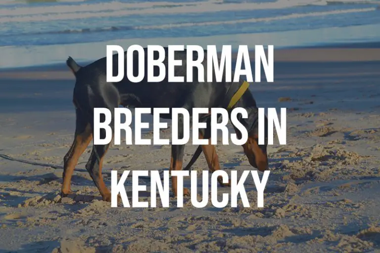 10 Doberman Breeders in Kentucky KY Puppies for Sale