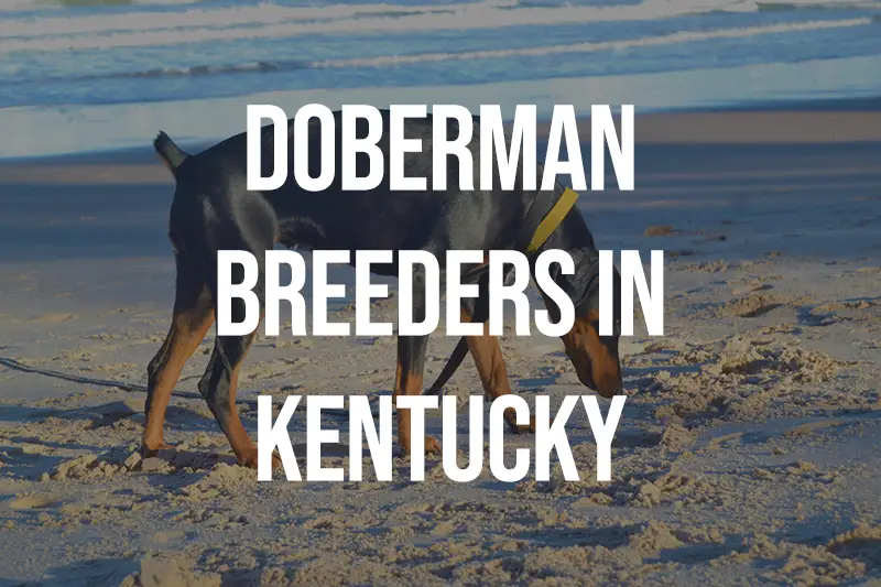 Doberman Breeders in Kentucky KY