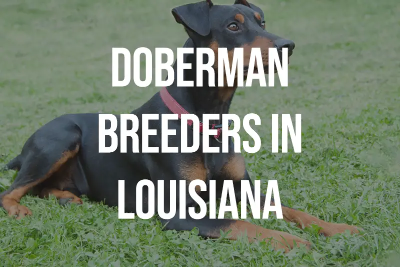 Doberman Breeders in Louisiana LA