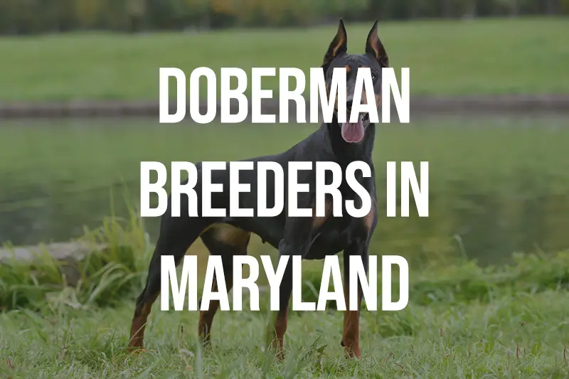 Doberman Breeders in Maryland MD