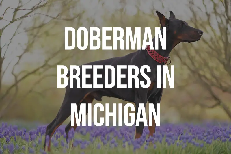 Doberman Breeders in Michigan MI