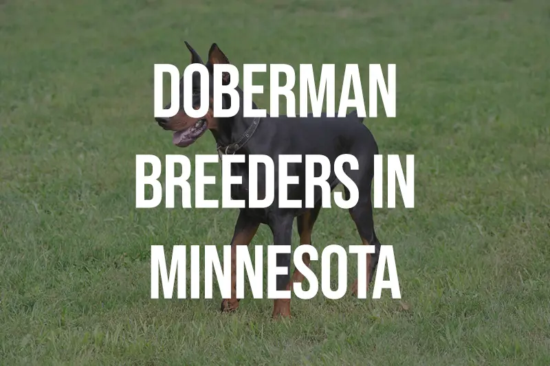 Doberman Breeders in Minnesota MN