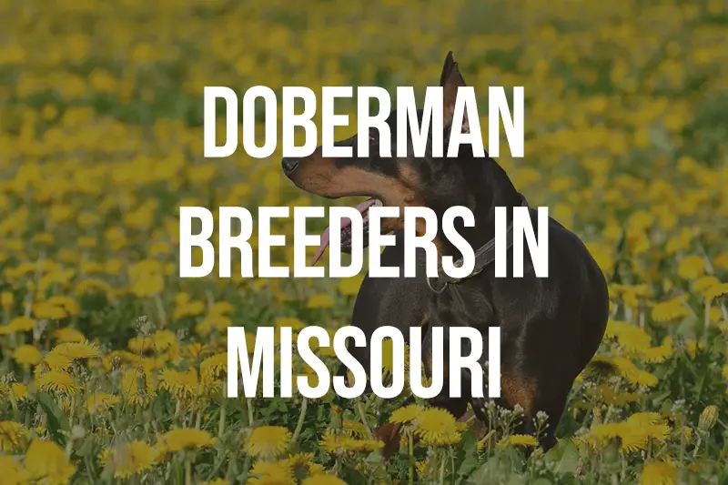Doberman Breeders in Missouri MO