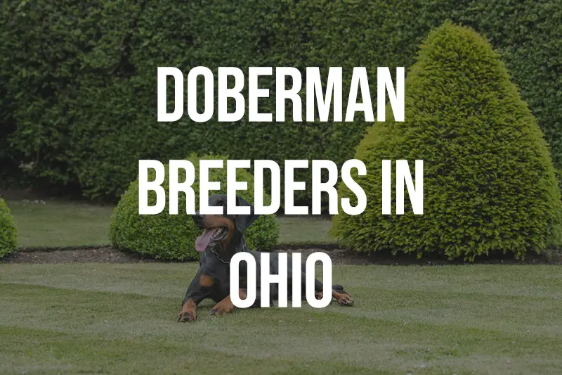 Doberman Breeders in Ohio OH