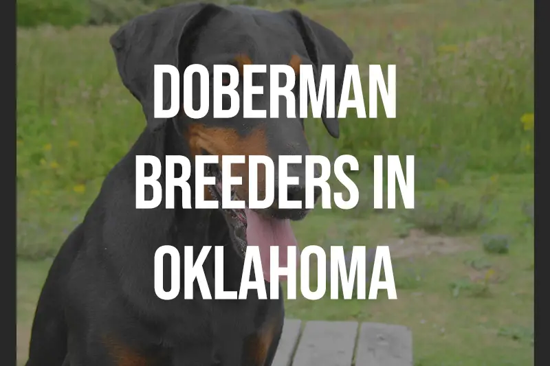 Doberman Breeders in Oklahoma OK