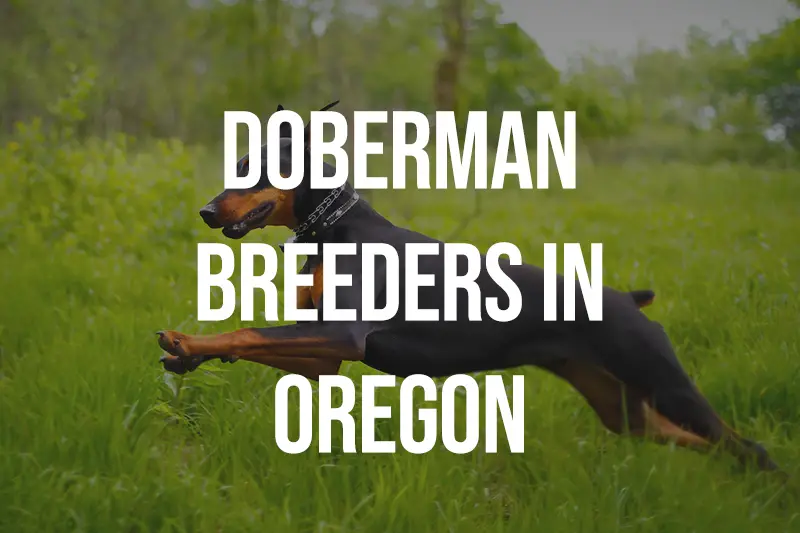 Doberman Breeders in Oregon OR