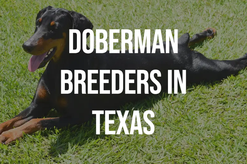Doberman Breeders in Texas TX