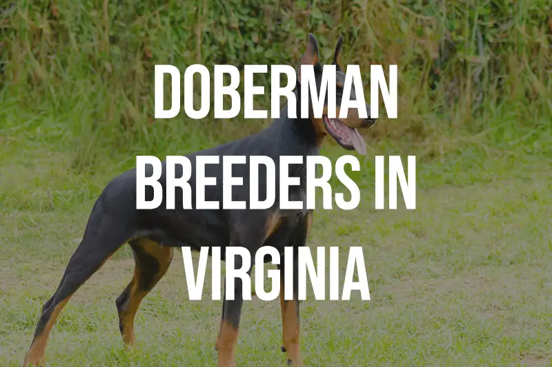 Doberman Breeders in Virginia VA