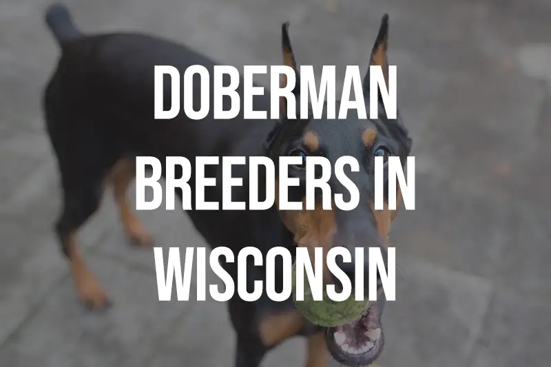 Doberman Breeders in Wisconsin WI