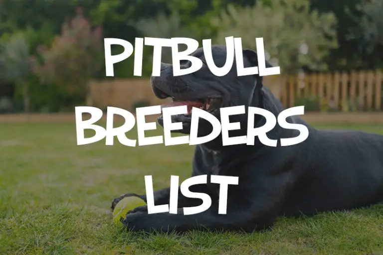 Pitbull Breeders Near Me – Puppies for Sale