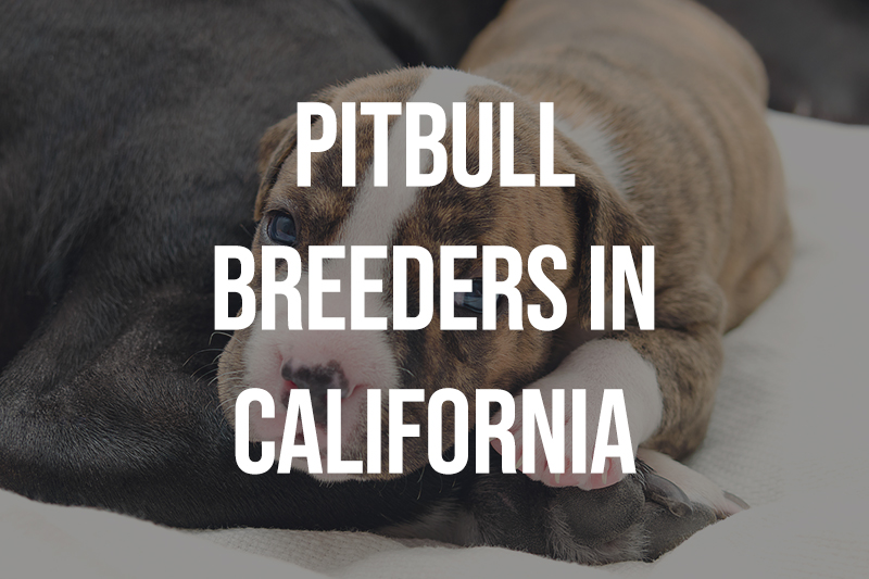Pitbull Breeders in California CA