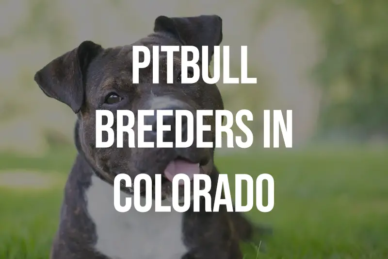 Pitbull Breeders in Colorado CO