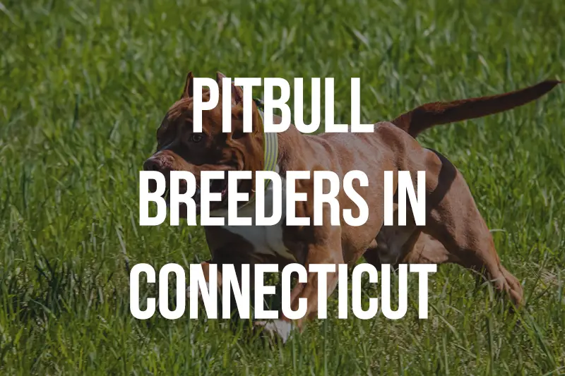 Pitbull Breeders in Connecticut CT