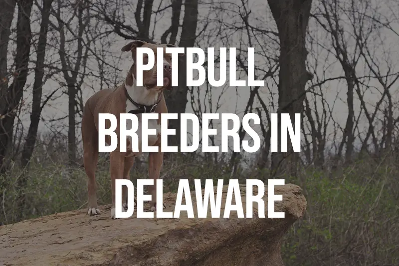 Pitbull Breeders in Delaware DE