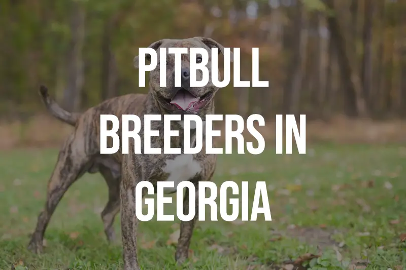 Pitbull Breeders in Georgia GA