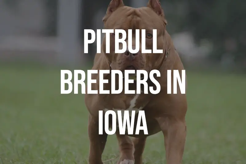 Pitbull Breeders in Iowa IA