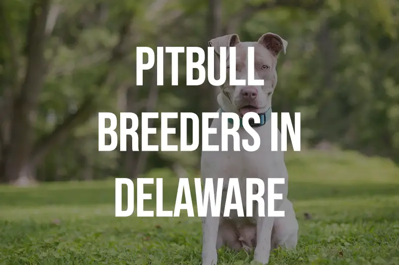 Pitbull Breeders in Maryland MD