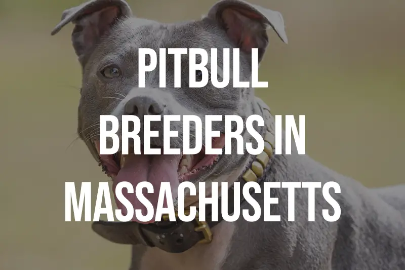 Pitbull Breeders in Massachusetts MA