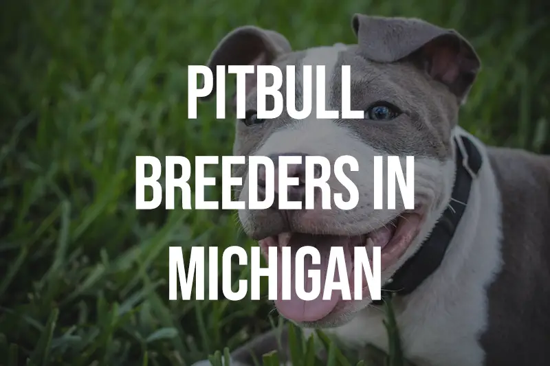 Pitbull Breeders in Michigan MI