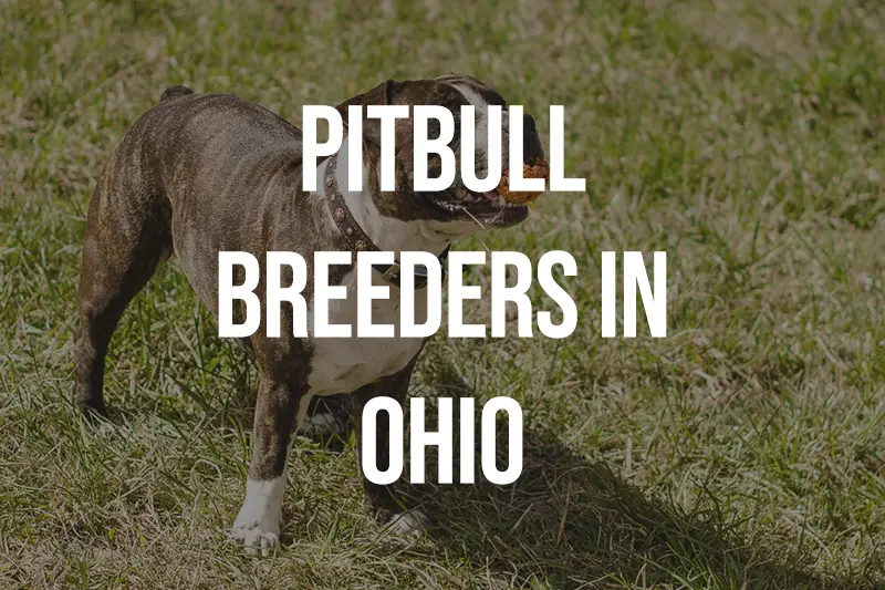 Pitbull Breeders in Ohio OH