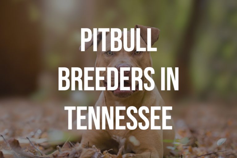 4 Pitbull Breeders in Tennessee TN Puppies for Sale