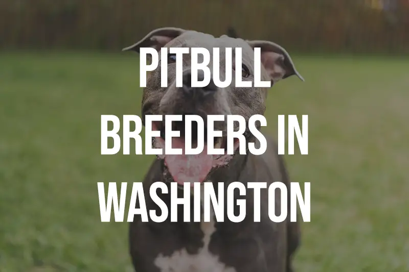 Pitbull Breeders in Washington WA